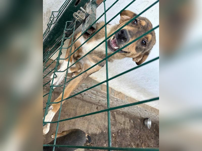 ⭐FARAH⭐, gute gelaunte Hündin, 1,5 Jahre, 50 cm, Mischling, Tierschutz Rumänien