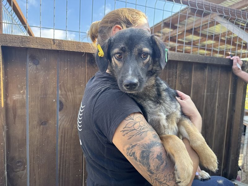 ♥JACKOMO♥ zarte, junge, schmale, stille Seele, die sichtbar im Tierheim sehr leidet 50 cm