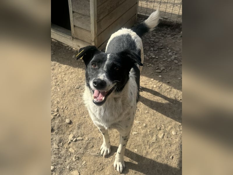 ♥ANGEL♥ so menschenbezogene, liebesbedürftige Hündin,die sich verzweifelt nach Zuneigung sehnt 46cm