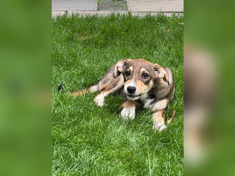♥HENRY♥ neu auf Pflegestelle bei Köln - zuckersüßer kleiner Sonnenschein 46 cm (wachsend)