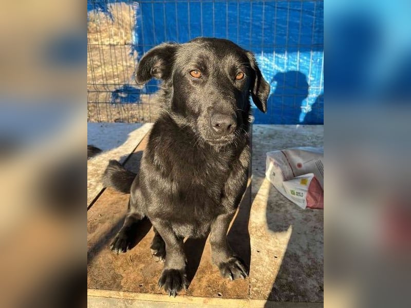 ⭐️COSTEL⭐️, lieber Charakter-Kopf, Rüde, 3,5 Jahre, 42 cm, Mischling, Tierschutz Rumänien
