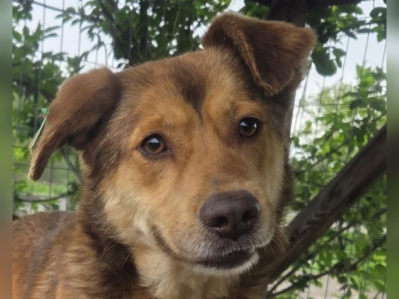 ♥CODY♥ bildhübscher, ganz verschmuster und lieber Rüde, der so die Nähe von Menschen sucht 48cm