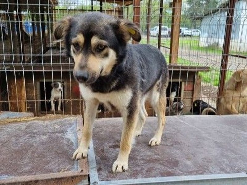 ♥MARLEY♥ süßer, anhänglicher, lieber Junghund voller Vertrauen 49 cm
