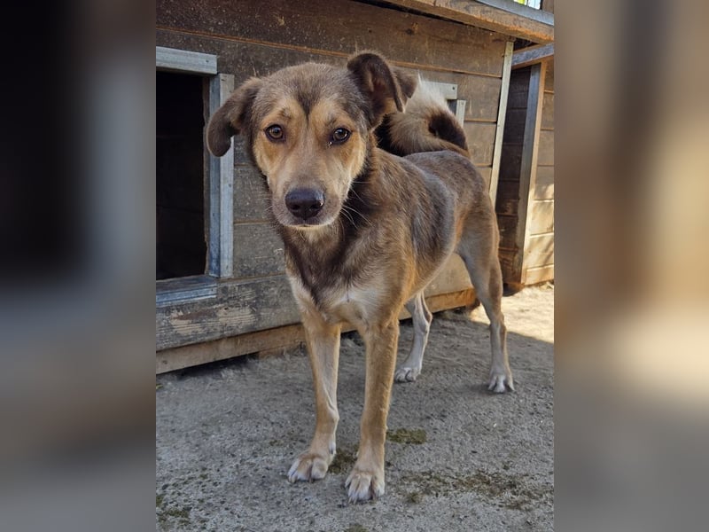 ♥CODY♥ wunderschöner tricolor-farbener, anhänglicher, sportlicher Rüde 45 cm