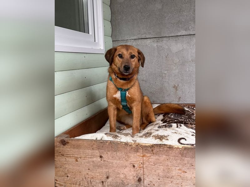 ♥BECKY♥ auf Pflegestelle in Köln - zuckersüße, hübsche, noch vorsichtige Hündin 45cm