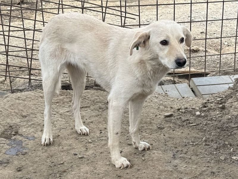 ♥ELLA♥ besonders hübsche, sanfte, noch vorsichtige Hündin 49 cm