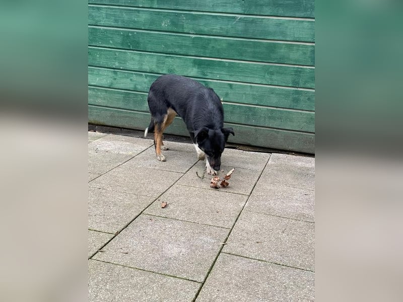 ♥MIMI♥ neu auf Pflegestelle bei Köln - sehr liebe, sanfte, ruhige und verschmuste Hündin 49 cm