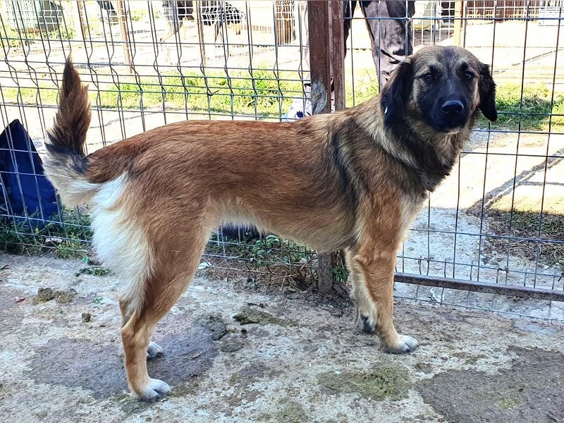 ♥KIKI♥ sanfte, ganz liebe, feinfühlige und nie aufdringliche Junghündin mit ganz weichem Fell 50 cm