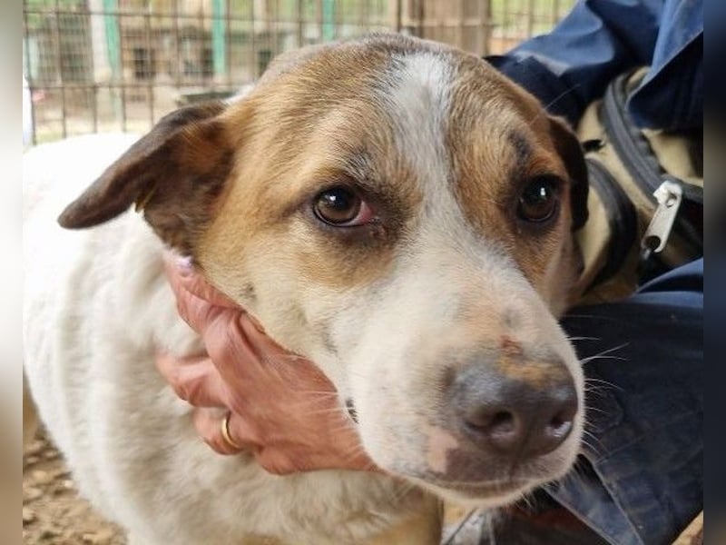♥MONTANA♥ süße, unkomplizierte, liebe, ruhige Hündin, die schon 2 Jahre im Tierheim wartet 49 cm