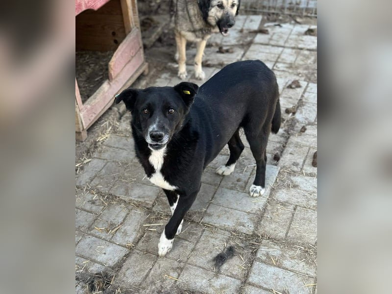 ♥ACHIM♥ absolut lieber, verschmuster Rüde, der schon 2 Jahre im Tierheim wartet 48 cm