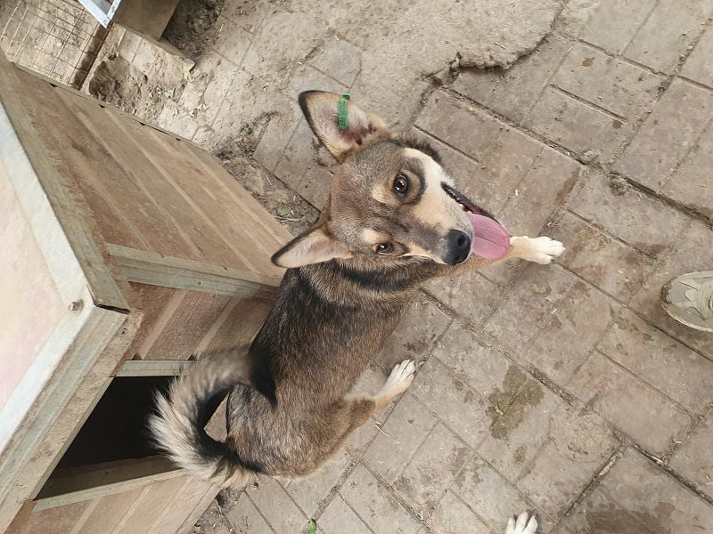 ♥NASIRA♥ fröhliche, verschmuste und aufgeschlossene Hundedame 50 cm