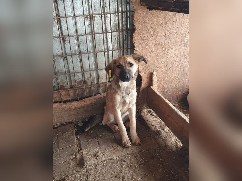 ♥LUKE♥ neu auf Pflegestelle bei Köln - süßer, charmanter, hübscher Bub 43cm (wachsend)