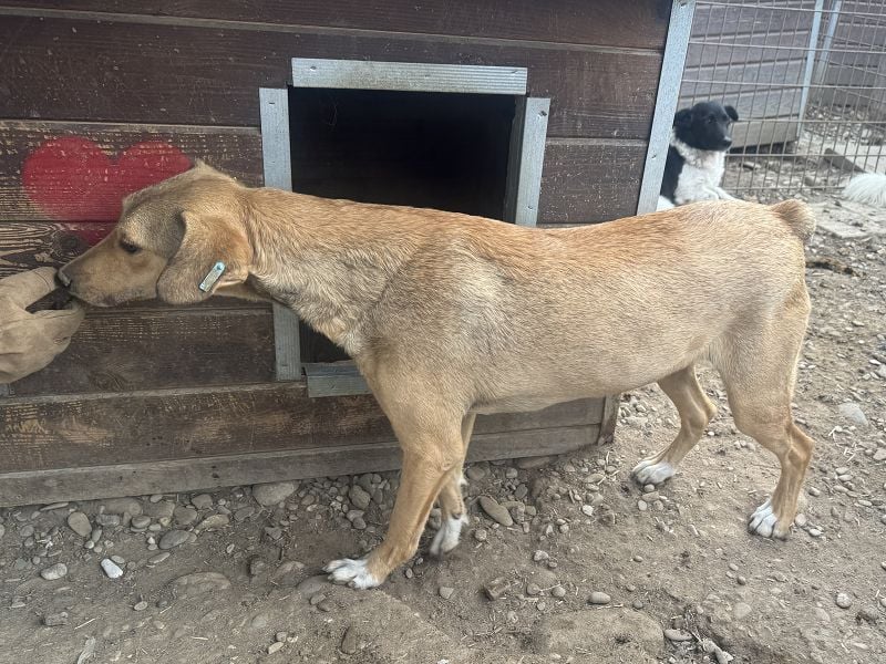 ♥QUERIDO♥ wunderschöner, zarter, etwas zurückhaltender Schatz 49 cm