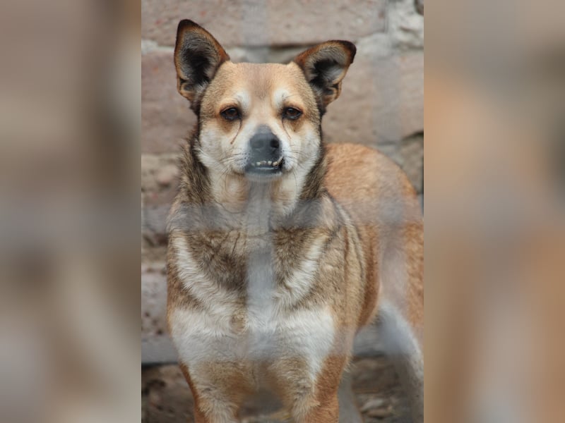 ⭐️KODA⭐️, vorsichtiger Rüde, 4,5 Jahre, 45 cm, Mischling, Tierschutz Rumänien