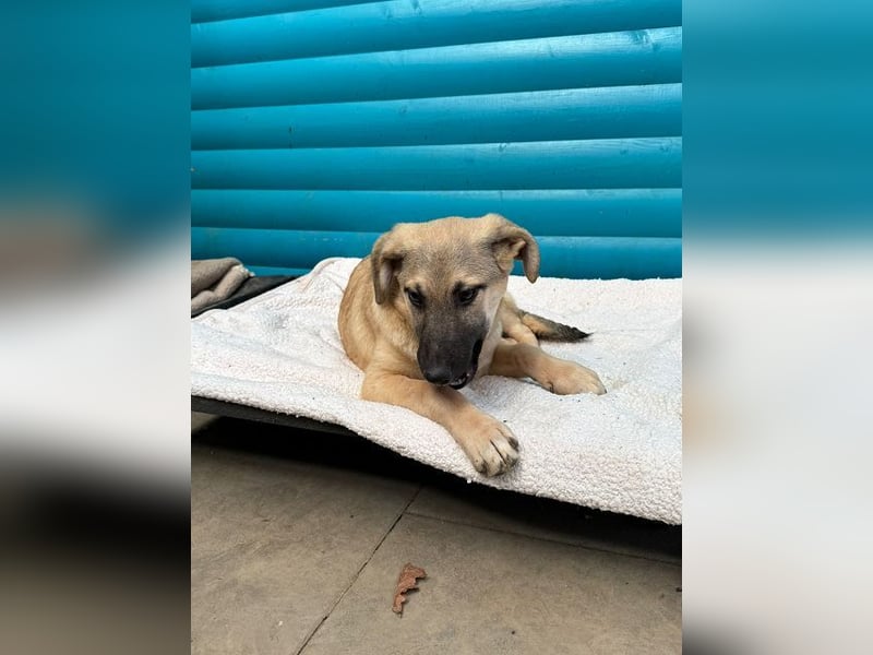 ♥DIDI♥ auf Pflegestelle bei Köln - bezaubernder, verspielter Welpenjunge 44cm - wird mittelgroß