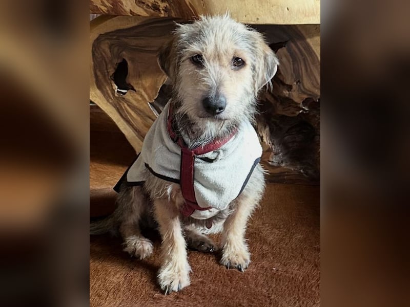 ♥COCO♥ auf Pflegestelle bei Köln - zuckersüße, ganz liebe kleinere Hündin - hat Epilepsie 43 cm