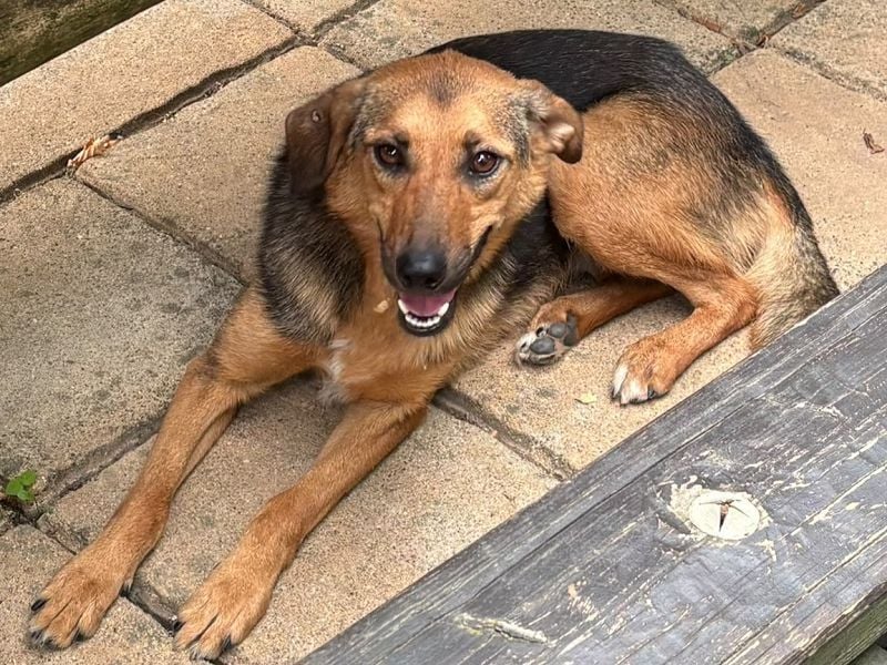♥MALAIKA♥ neu auf Pflegestelle in Köln - wunderschöne, ganz liebe, noch etwas unsichere Hündin 50 cm