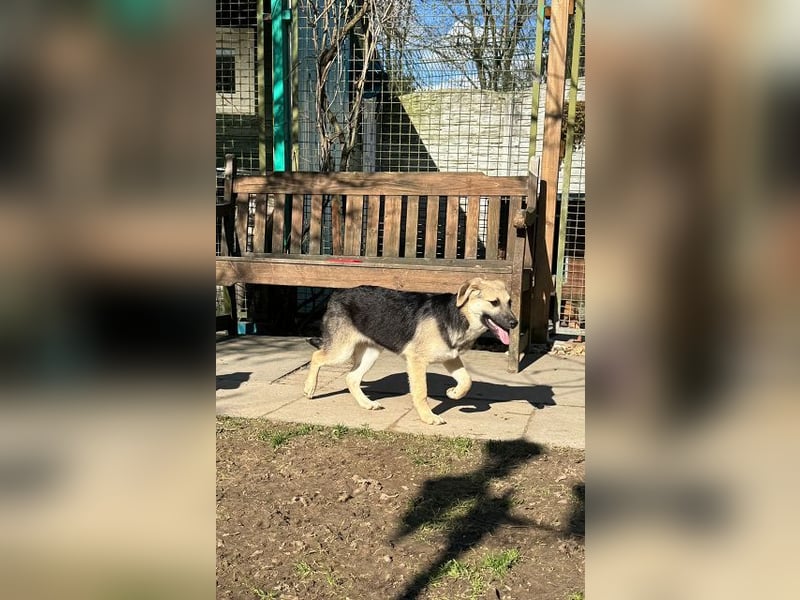 ♥DINA♥ auf Pflegestelle bei Köln-hübsches, liebes, verspieltes Welpenmädchen 42cm