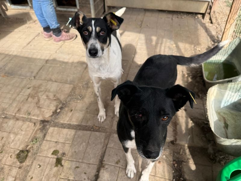 ♥MIMI♥ neu auf Pflegestelle bei Köln - sehr liebe, aufgeschlossene und verschmuste Hündin 49 cm