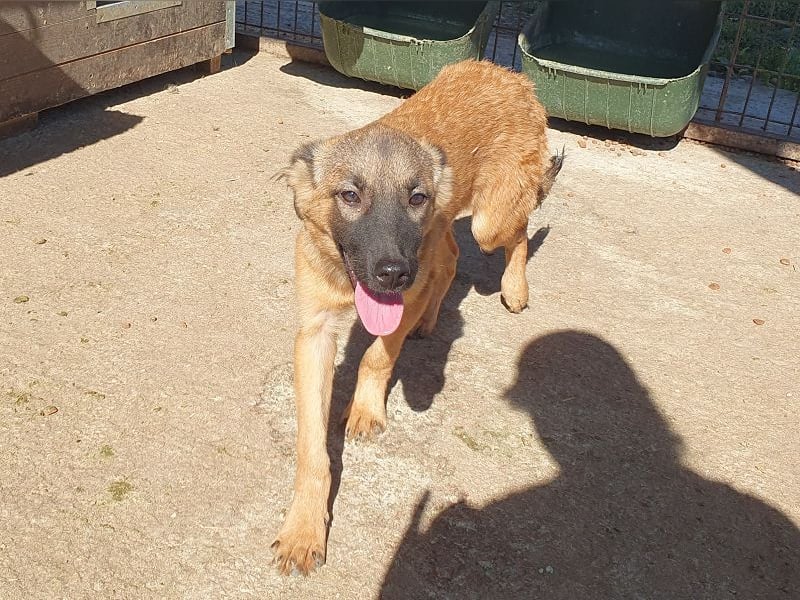 ♥PEBBELS♥ so menschenbezogene, verschmuste,verspielte Juniorin-ein echter Sonnenschein 40cm(wachsend