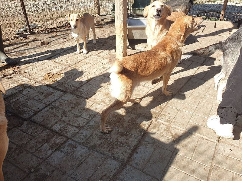 ♥SANTOS♥ anhänglicher, fröhlicher, aktiver, ganz toller Rüde 44 cm