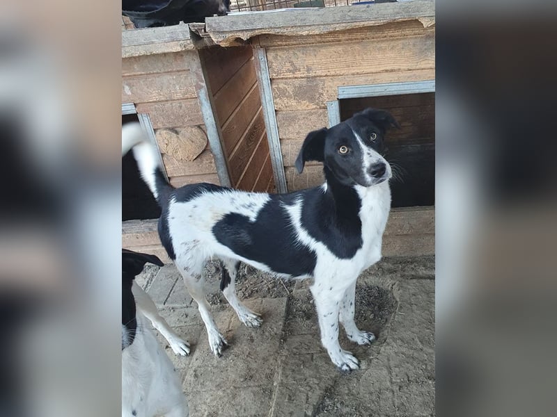 ♥SANCHO♥ wunderbarer, hübscher, anhänglicher, sensibler Rüde 48 cm