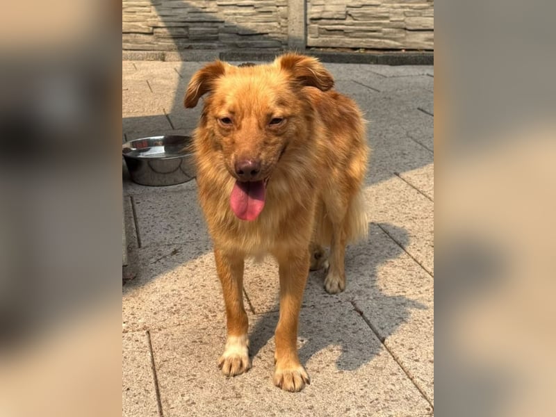 ♥MANOLO♥ neu auf Pflegestelle bei Köln - süßer, knuffiger, aufgeweckter Junghund 44 cm
