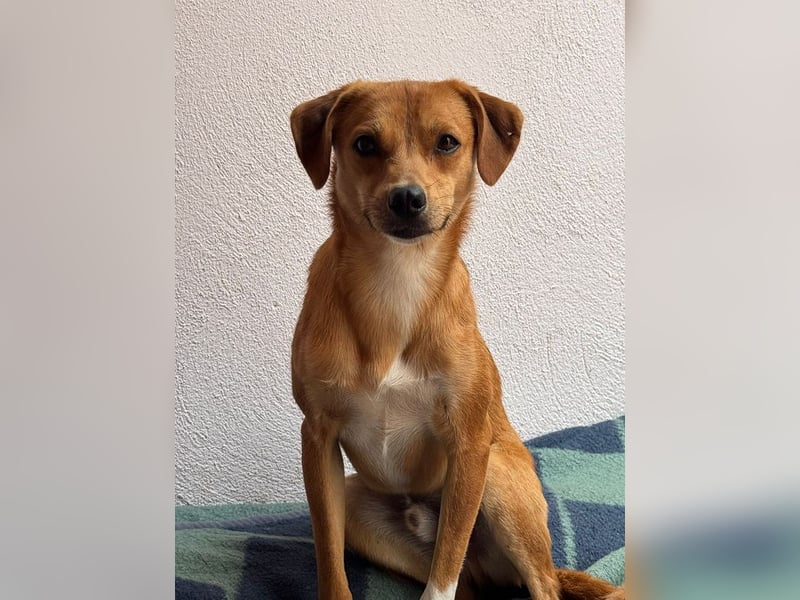 ♥PUMUCKL♥ auf Pflegestelle in Köln - zuckersüßer, sanfter, noch etwas unsicherer Junghund 41 cm