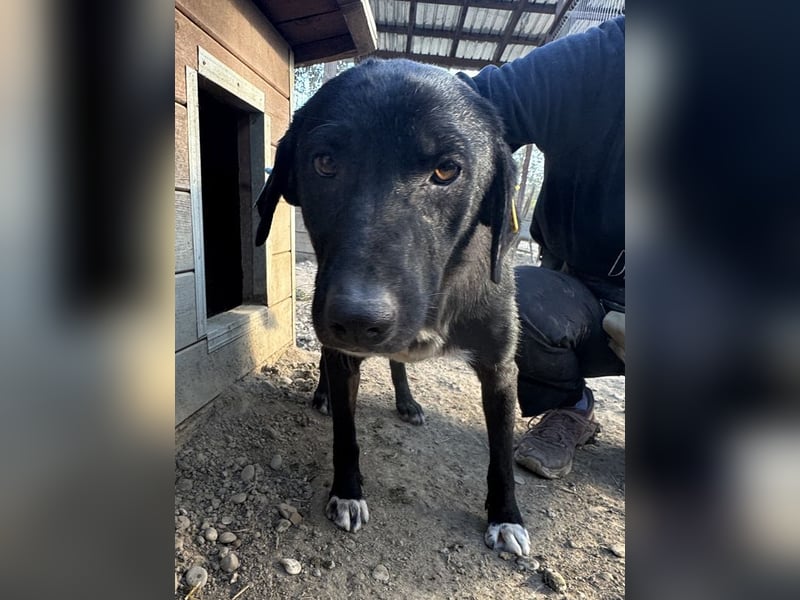 ♥ELENA♥ wunderschöne, aufgeweckte, unkomplizierte Traumhündin 50 cm