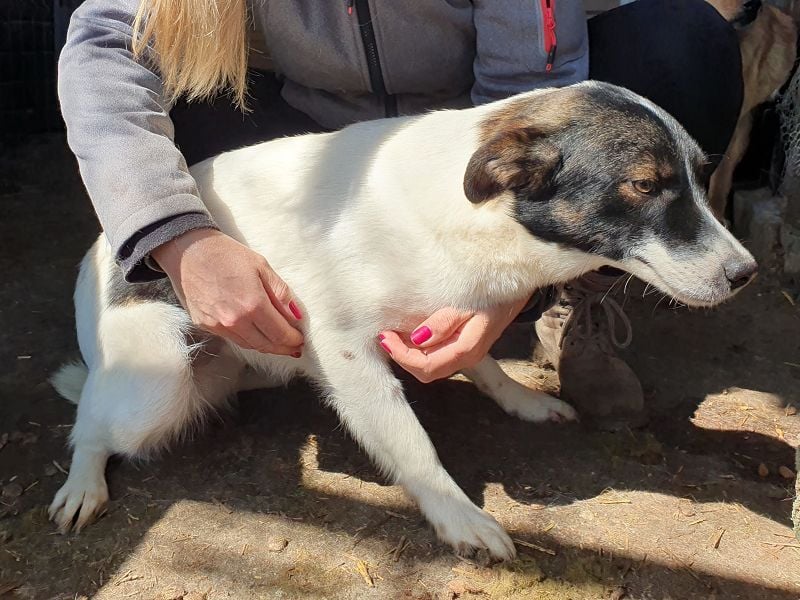 ♥BRAN♥ wunderschöner, ganz lieber, anfangs noch zurückhaltender Junghund 48 cm