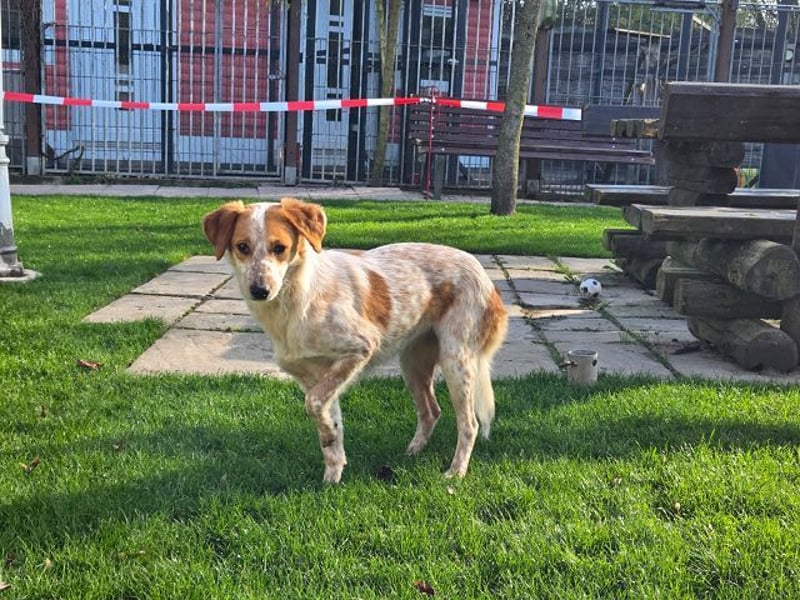 ♥LUZ♥ neu auf Pflegestelle bei Köln - süße, wunderschöne, noch zurückhaltende Junghündin 41 cm