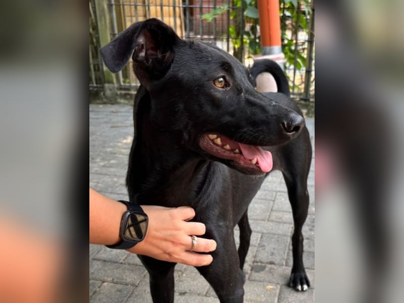 ♥SHADOW♥ auf Pflegestelle bei Duisburg - süßer, verschmuster und verspielter Junior 49cm