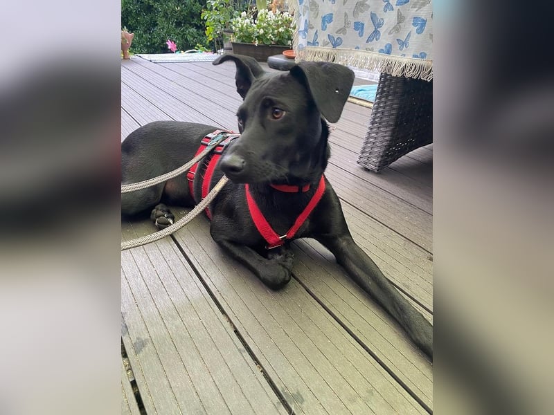 ♥SHADOW♥ auf Pflegestelle bei Duisburg - süßer, verschmuster und verspielter Junior 49cm