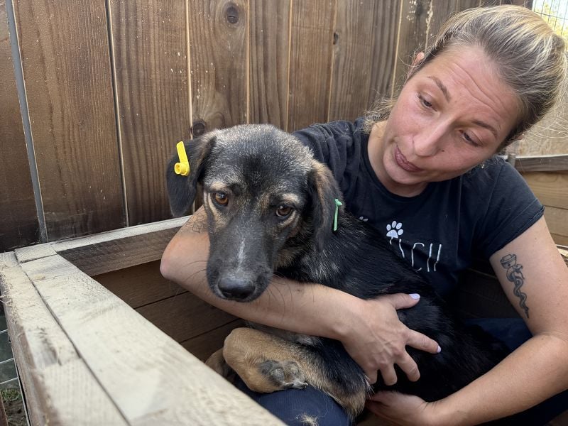 ♥JACKOMO♥ zarte, junge, schmale, stille Seele, die sichtbar im Tierheim sehr leidet 50 cm