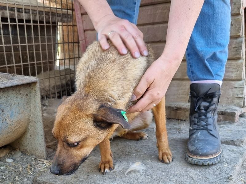 ♥PETER♥ süßer, so lieber Rüde,der neu im Tierheim gelandet ist und nicht weiß,wie ihm geschieht 46cm