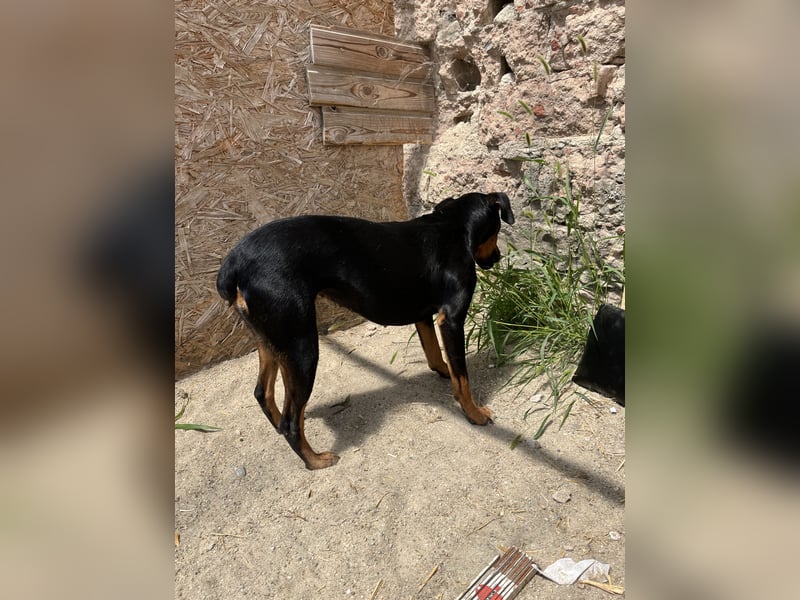 PITTI, superliebe Hobbyjägerin, 1,5 Jahre, 42 cm, Mischling, Tierschutz Rumänien