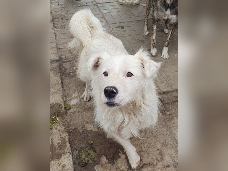 ♥SIRIUS♥ fröhlicher, sehr aufgeschlossener, lebhafter Hundebub mit wunderschönem Langhaar 41 cm