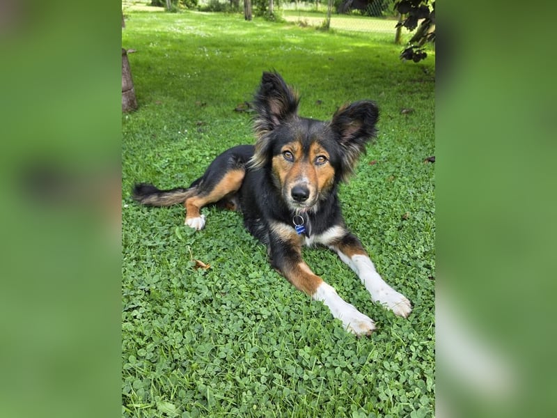 ♥SALOME♥ neu auf Pflegestelle bei Leverkusen - bildhübsche, verschmuste, kluge Hundemama 49cm