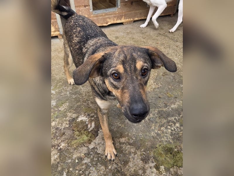 ♥RIO♥ verschmuster, ruhiger, liebevoller und verspielter Jungspund 50 cm