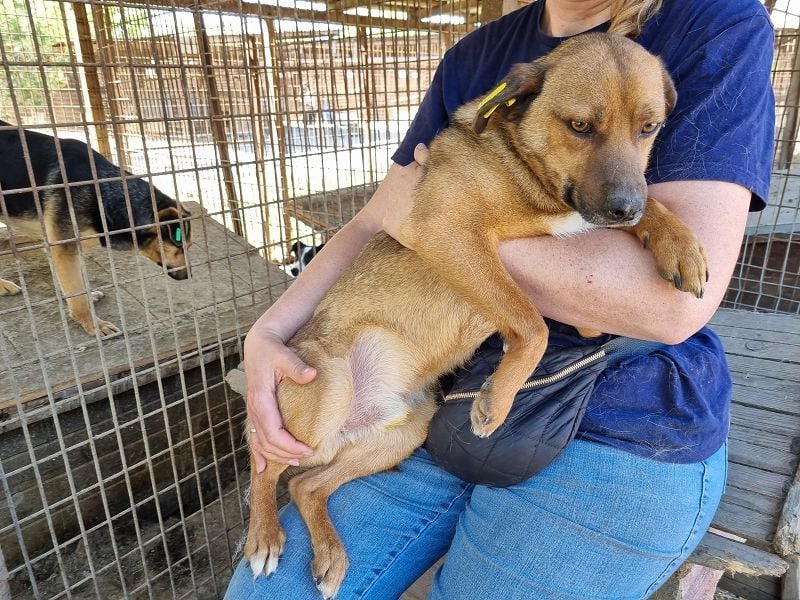 ♥PETER♥ süßer, so lieber Rüde,der neu im Tierheim gelandet ist und nicht weiß,wie ihm geschieht 46cm
