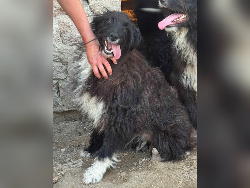 ⭐️GIRLIE⭐️, wundervolle Junghündin, 1 Jahr, 48 cm, Mischling, Tierschutz Rumänien