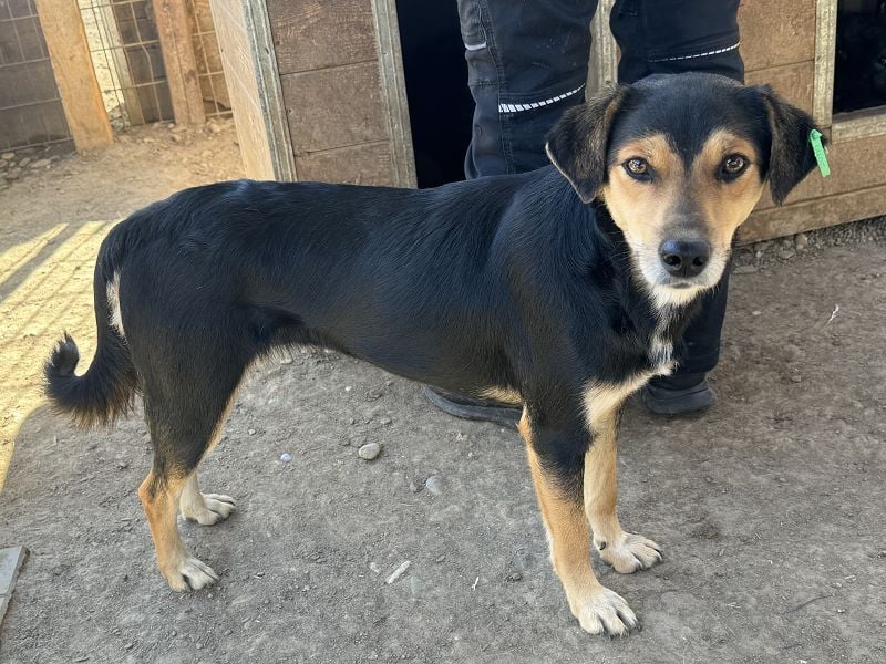 ♥RIBANA♥ süße, quirlige Hündin, die traumhaft im Umgang mit Menschen ist 50 cm