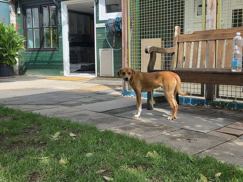 ♥PUMUCKL♥ auf Pflegestelle in Köln - zuckersüßer, kluger, sensibler "Männer"-Hund 41 cm