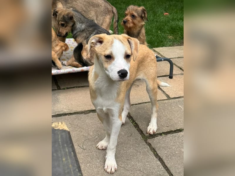 ♥HANNES♥ auf Pflegestelle bei Köln - verspielter, sanfter und ausgeglichener Schatz 46cm (wachsend)