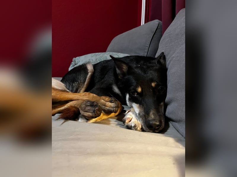 FENJA, süße Grinsebacke, Pflegestelle Köln,  4,5 Jahre, 43 cm, Tierschutz Rumänien