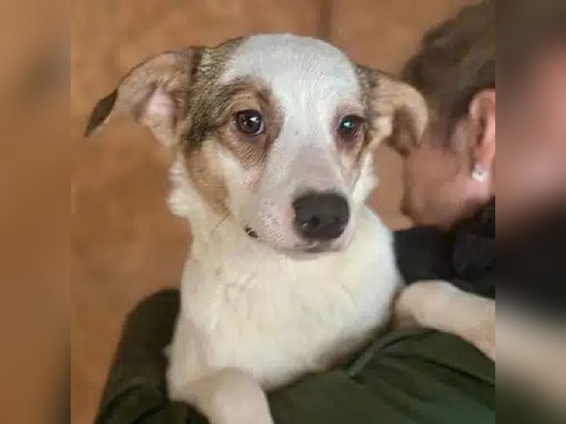 ♥FANA♥ zuckersüße, verspielte und ganz zutrauliche Juniorin 40-45 cm (etwas wachsend)