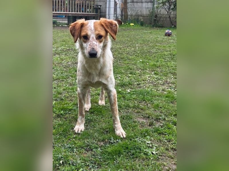 ♥LUZ♥ neu auf Pflegestelle bei Köln - süße, wunderschöne, noch zurückhaltende Junghündin 41 cm