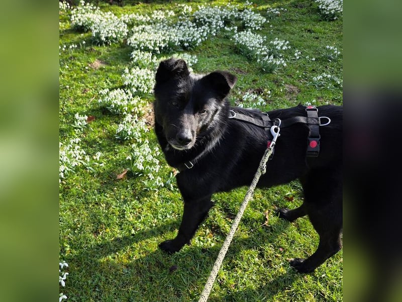 ♥KINDRA♥ auf Pflegestelle bei Köln - süße, verschmuste und unkomplizierte Hündin 50 cm