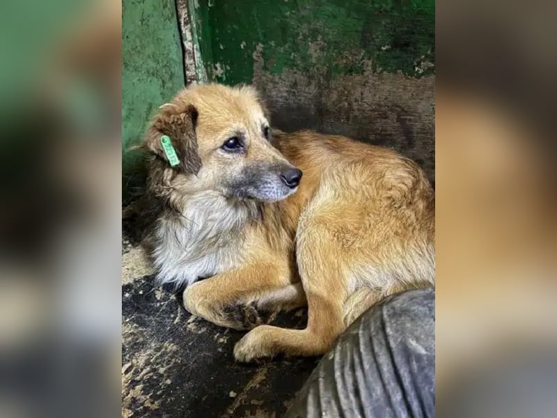 ♥DIDRIK♥ wunderbarer, ruhiger, geduldiger Rüde,der neu im Tierheim und wahrscheinlich blind ist 42cm