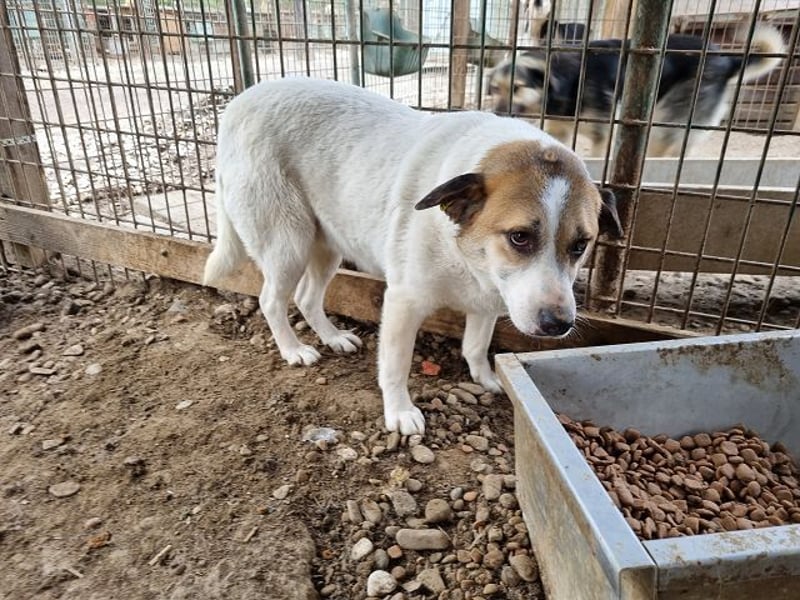 ♥MONTANA♥ süße, unkomplizierte, liebe, ruhige Hündin, die schon 2 Jahre im Tierheim wartet 49 cm